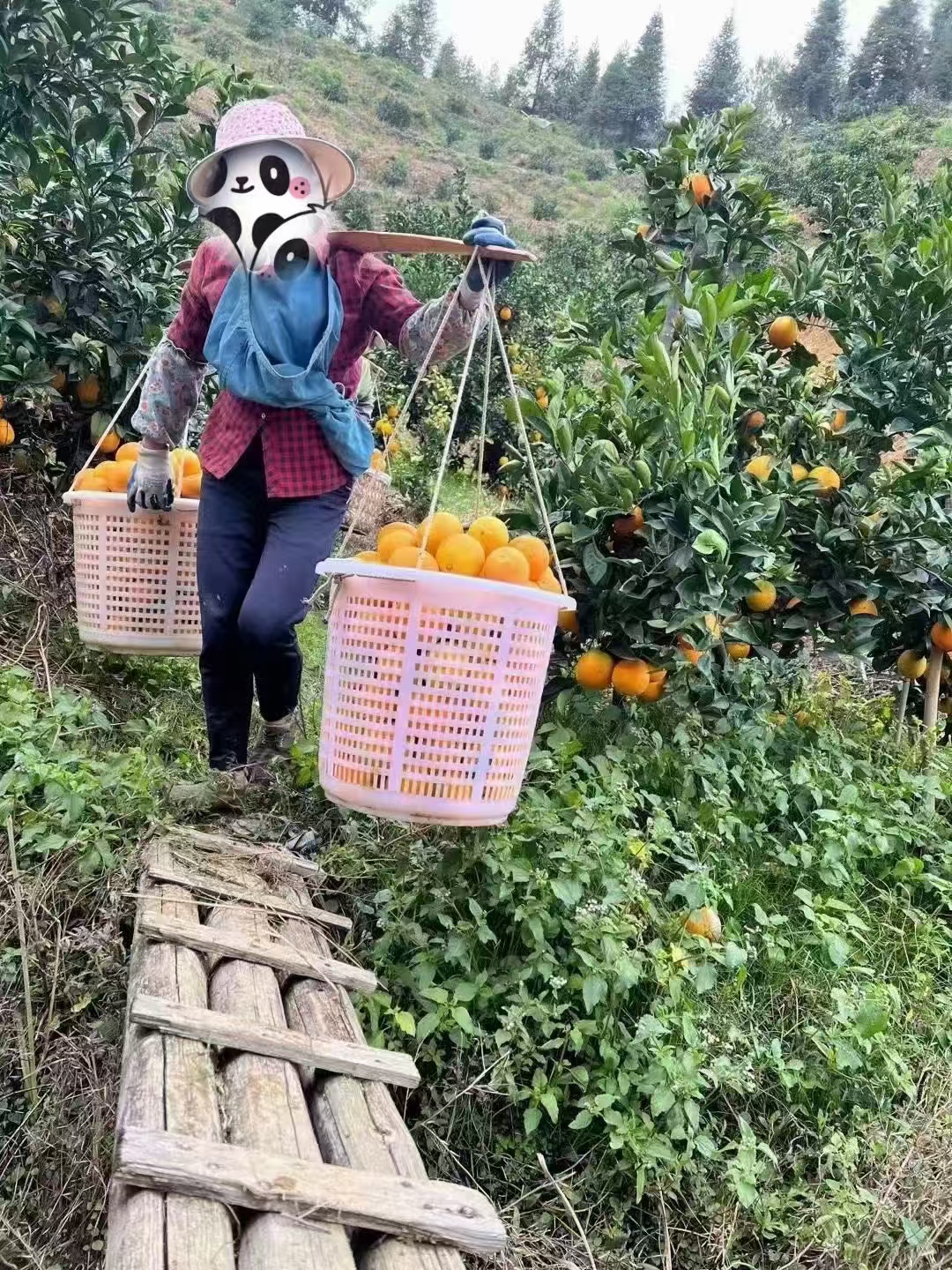 赣南血橙