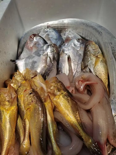 锋阳海鲜   宁波咸祥