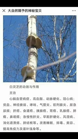 东北特产