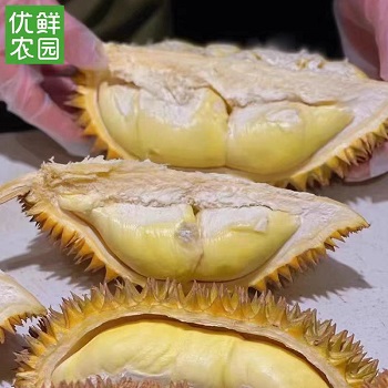 金刺宝宝榴莲