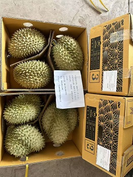 金刺宝宝榴莲