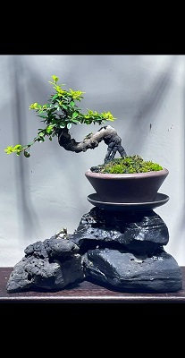 艺术盆景