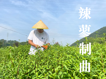 力洋酒
