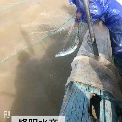 锋阳海鲜   宁波咸祥