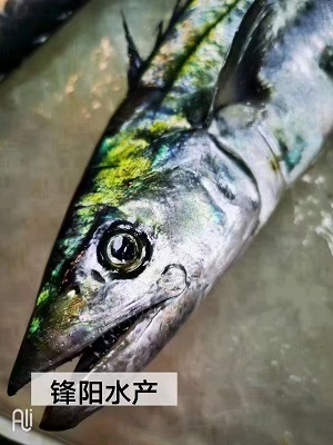 锋阳海鲜   宁波咸祥