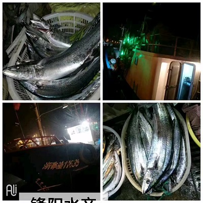 锋阳海鲜   宁波咸祥