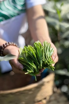 呵嗲  茶礼