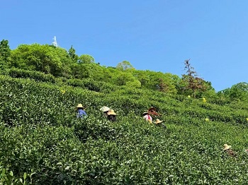 呵嗲  茶礼